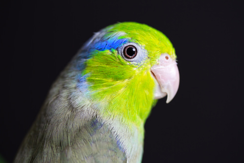 Pacific parrotlet