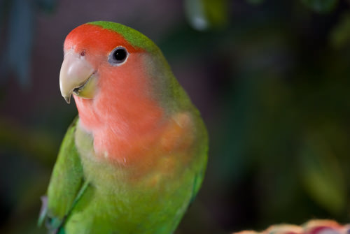 Peach-faced lovebird