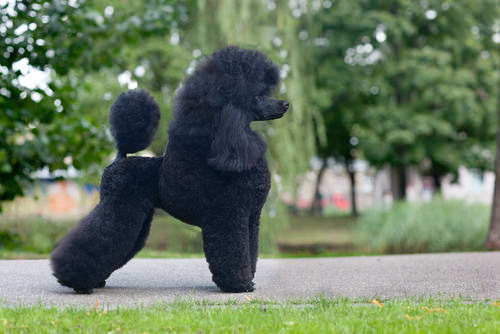 Poodle