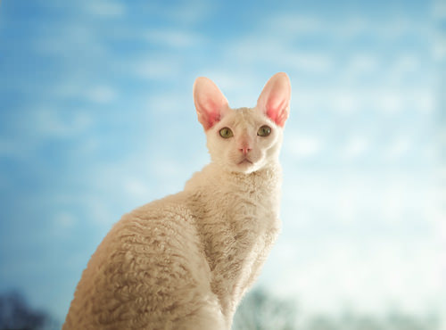 The Cornish Rex