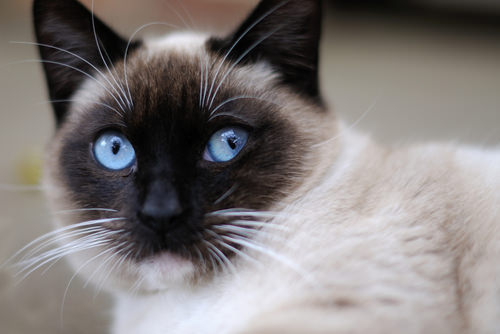 The Siamese Cat