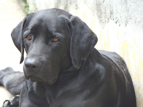 Tug-of-war causes dog aggression