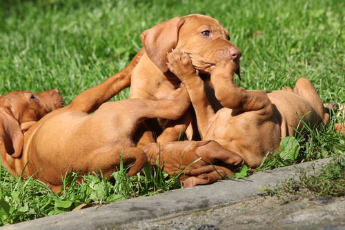 Vizsla