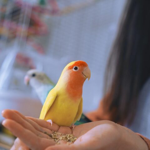 Top 10 Best Pet Birds for Every Woman