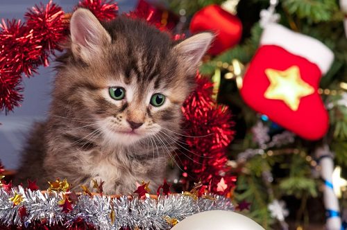 A new cat is not for Christmas