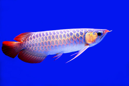 Arowana fish