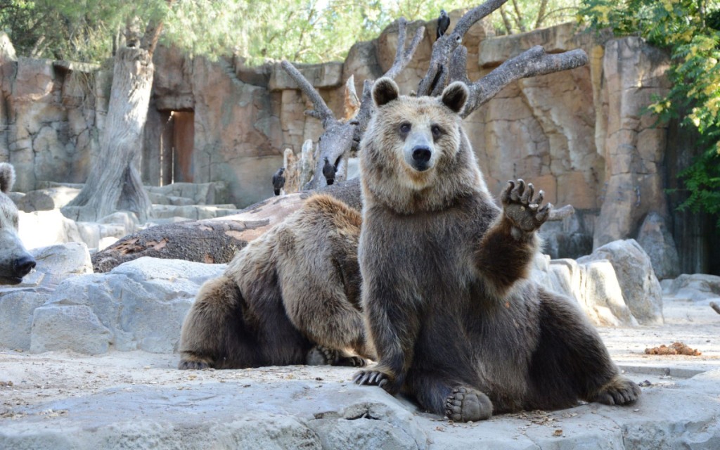 Brookfield Zoo, USA