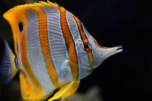 Butterfly fish