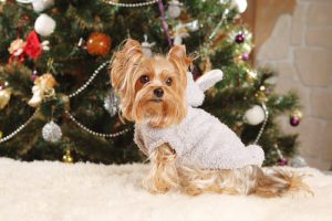 Christmas Safety Tips for Dogs