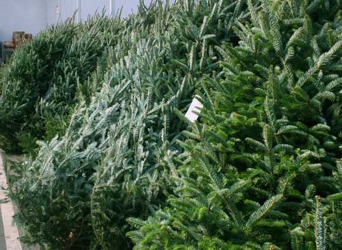 Christmas tree varieties