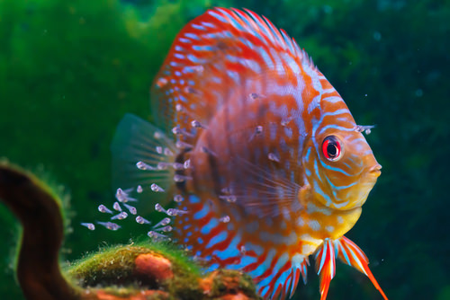 Discus fish