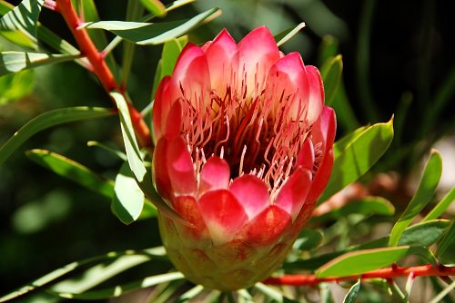 Kirstenbosch National Botanical Gardens