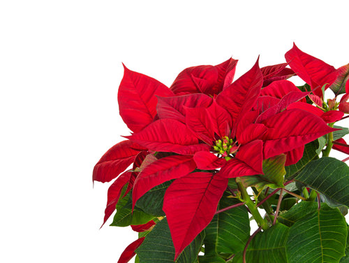 Poisonous Christmas plants