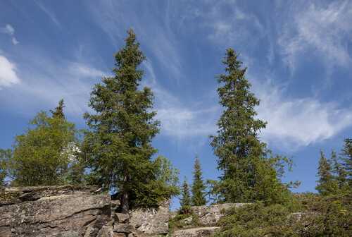 The Norway spruce