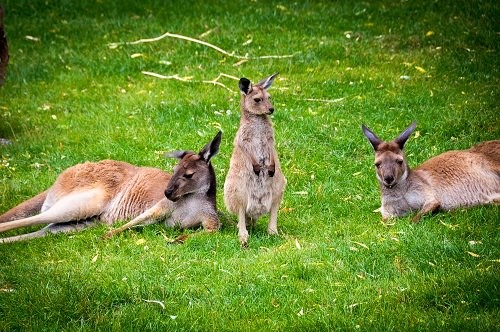 Toronto Zoo