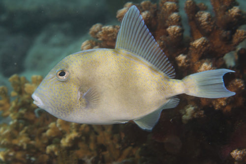 Trigger fish