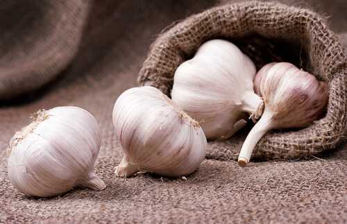 Garlic