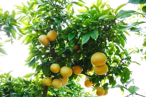 Grapefruit production