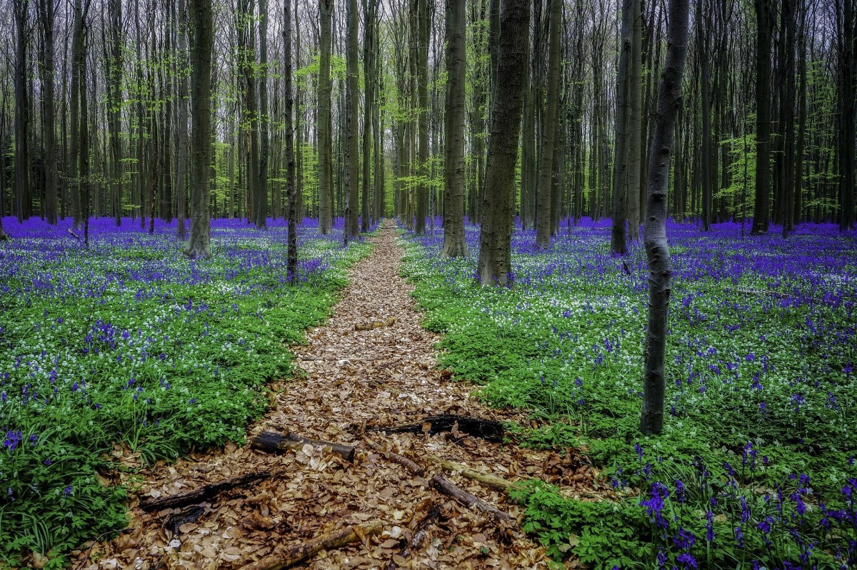 Hallerbos, Belgium