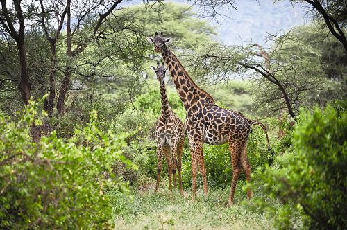 Kruger South Africa