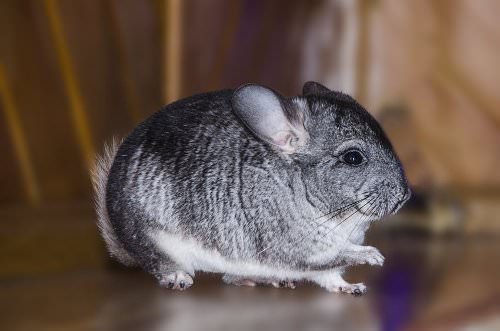 A chinchilla proofed room