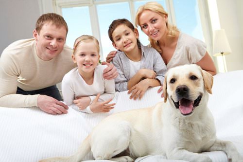 Adding a Pet to Your Household