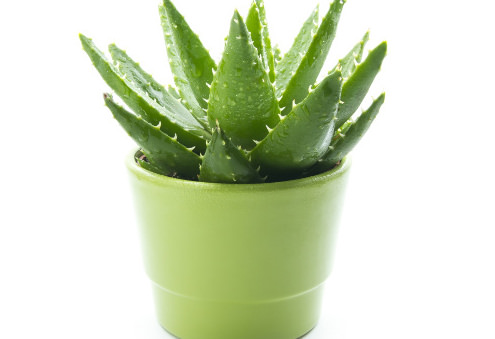 Aloe vera