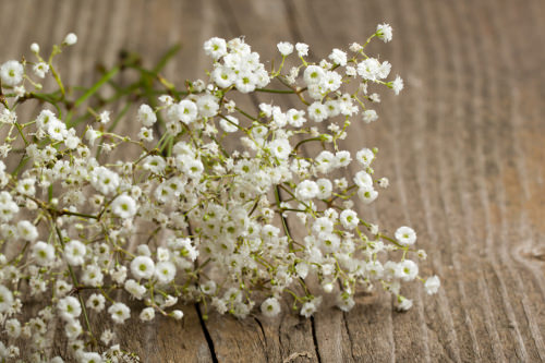 Baby's breath