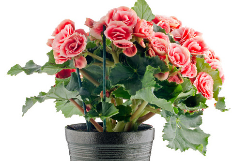 Begonia