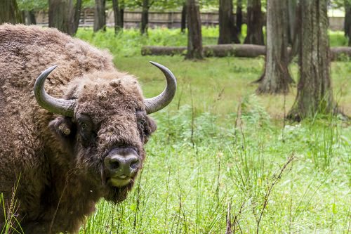 Biaowiea National Park Poland