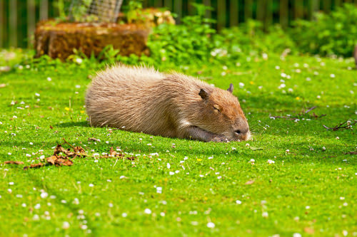 Capybara