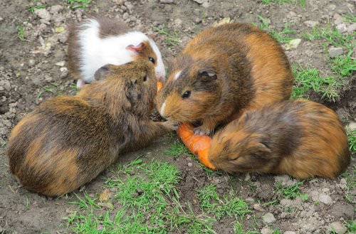 Carrots are good but not every day