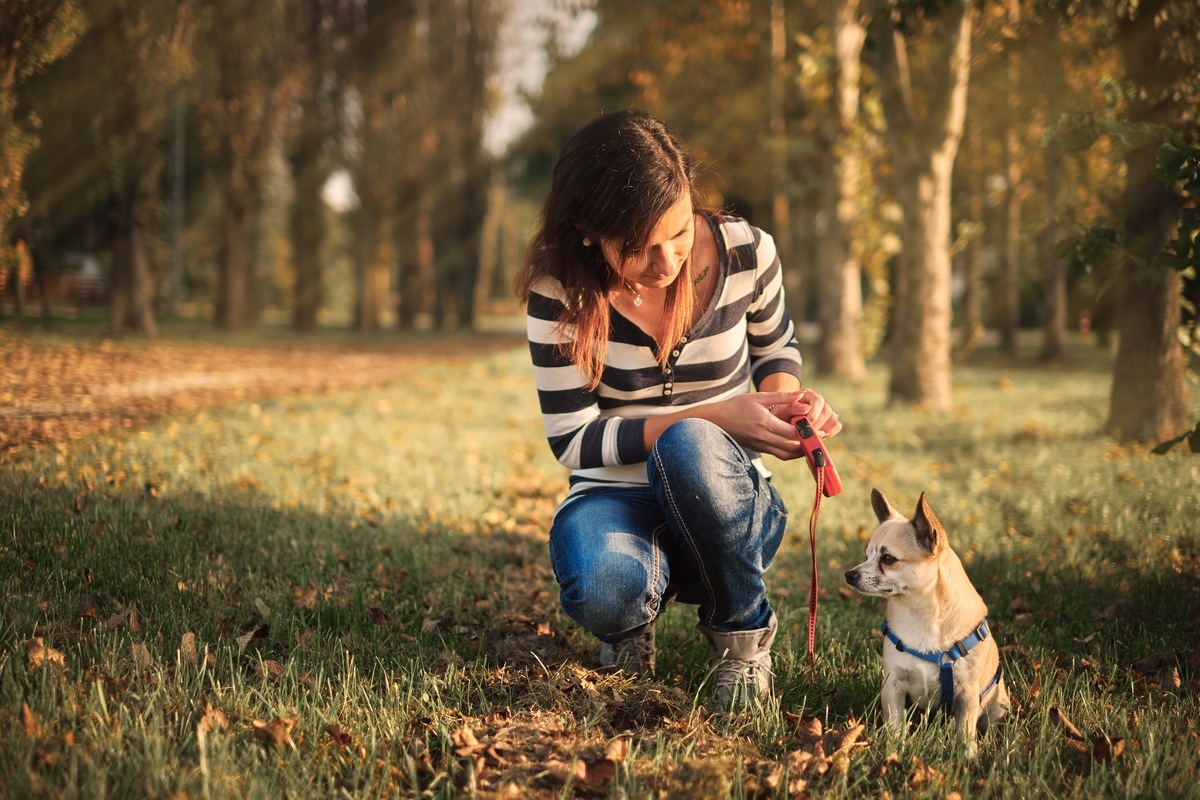 Chihuahuas are one-person dogs