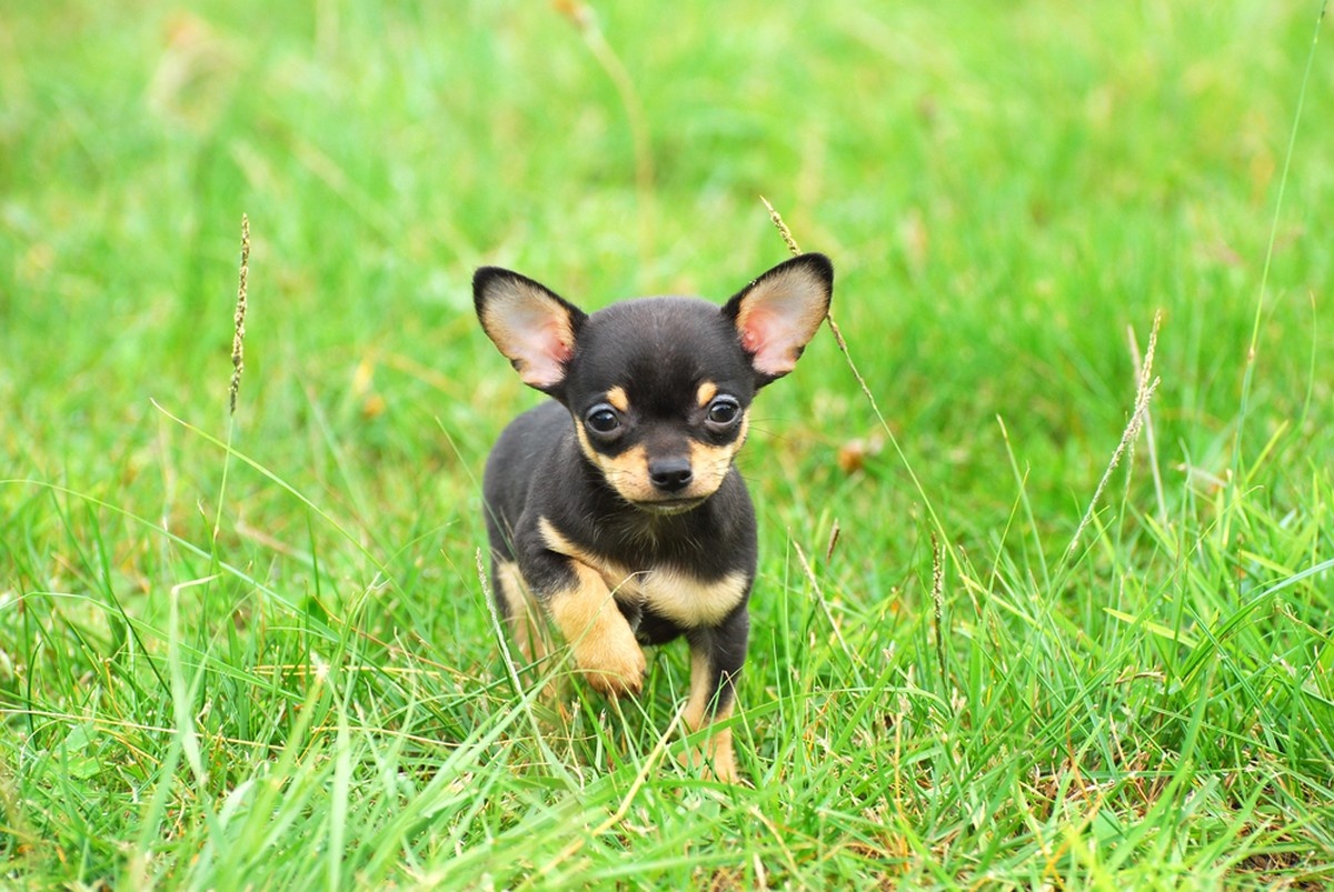 Chihuahuas are the oldest breed in North America