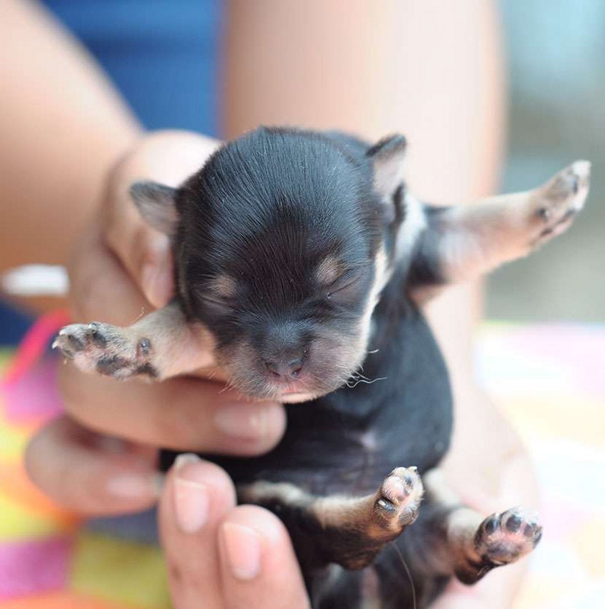 Chihuahuas can be found in museums all over the world