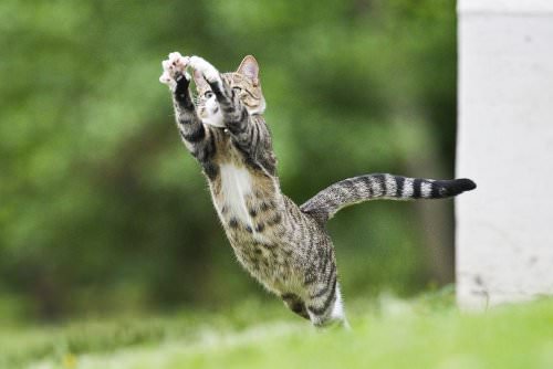 Determine if a kitten is really the right pet for your needs