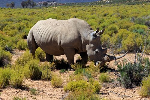 Etosha National Park Namibia