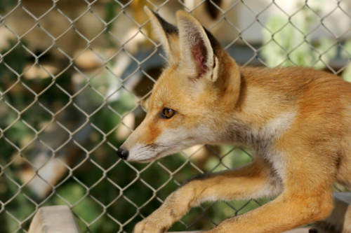 Fennec Fox