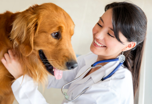 Finding a Veterinarian