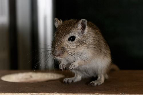 Gerbils aren't happy when they are by themselves