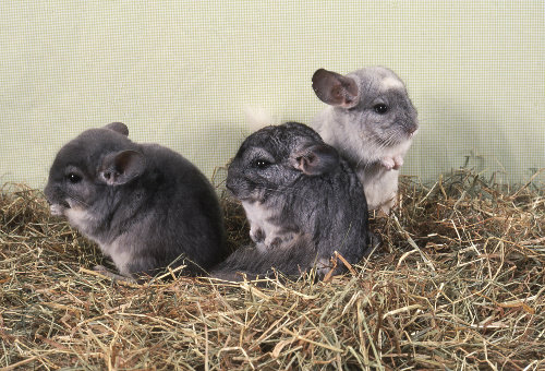 Giving your chinchilla a chance to socialize