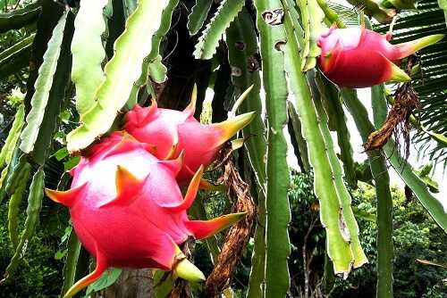 Dragon Fruit improves cardiovascular health