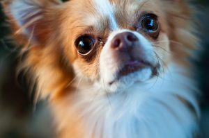 Interesting Facts about Chihuahuas