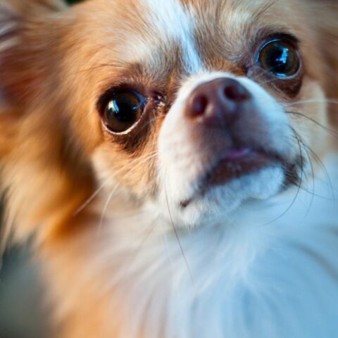 Interesting Facts about Chihuahuas