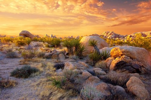 Joshua Tree National Park