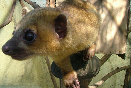 Kinkajous