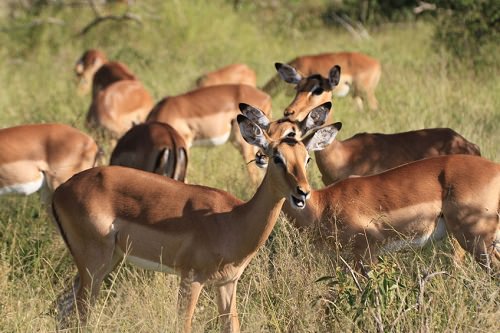 Kruger National Park South Africa