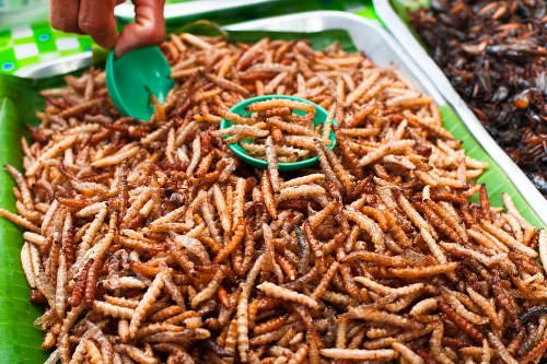 Mealworms