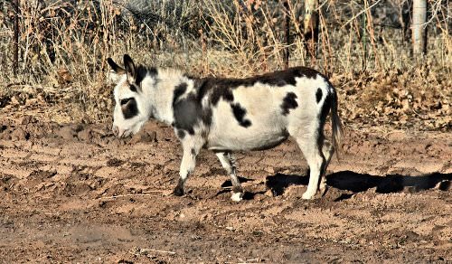 Miniature_Donkey