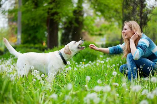 Pet an animal to beat depression